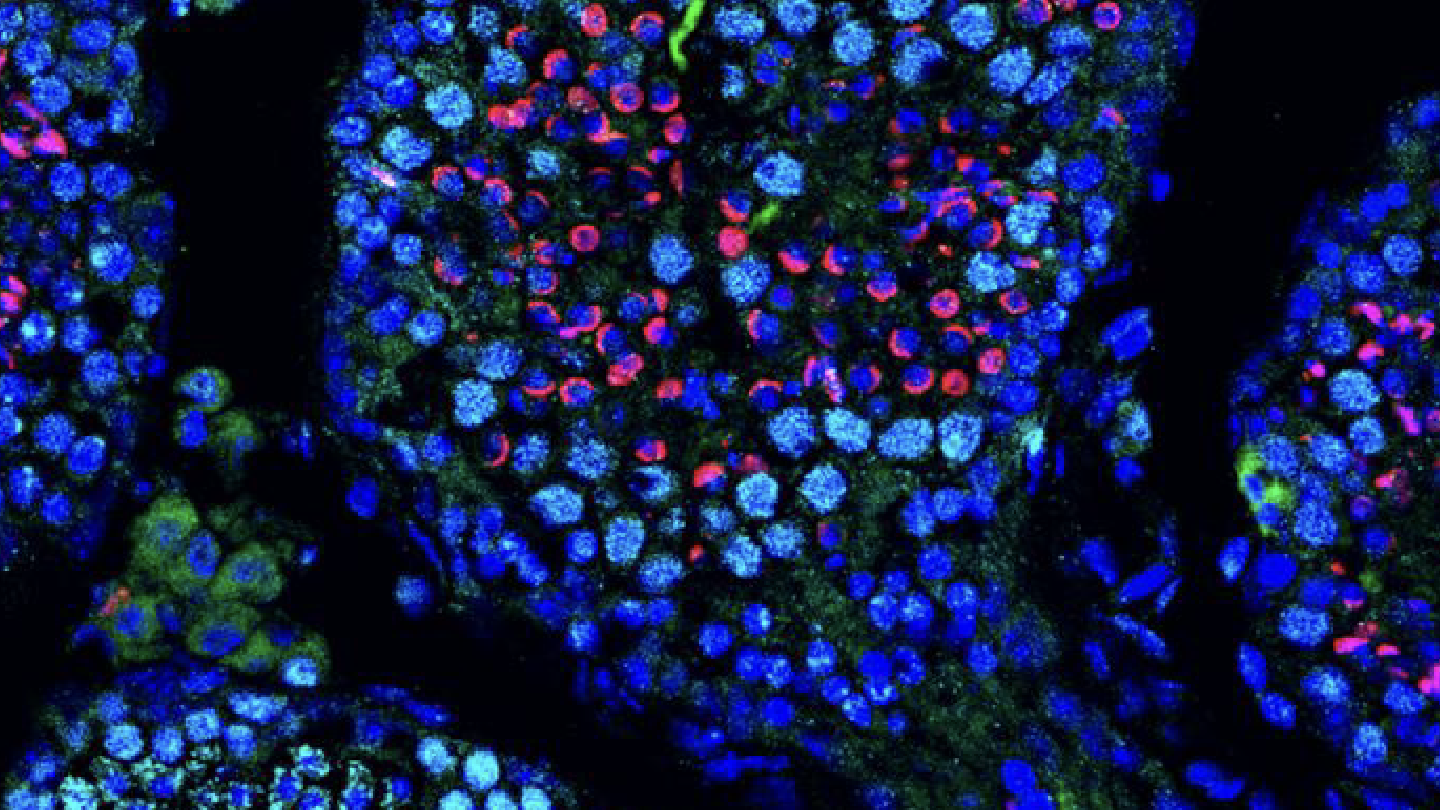 mRNA Therapy Restores Fertility in Infertile Mice – New Hope for Reproductive Medicine