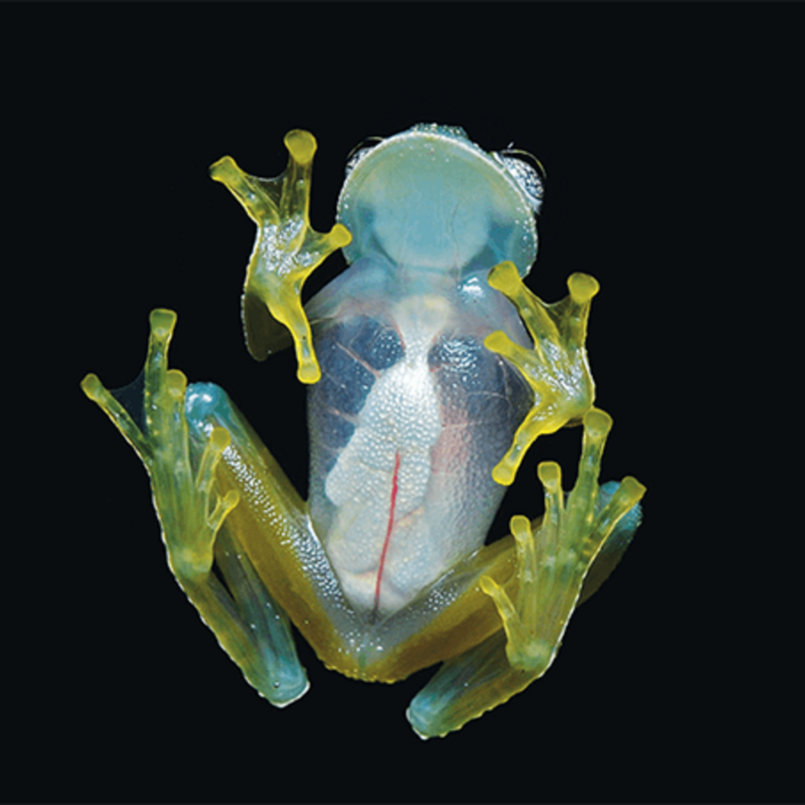 Could the glass frog help spawn a new anticoagulant?