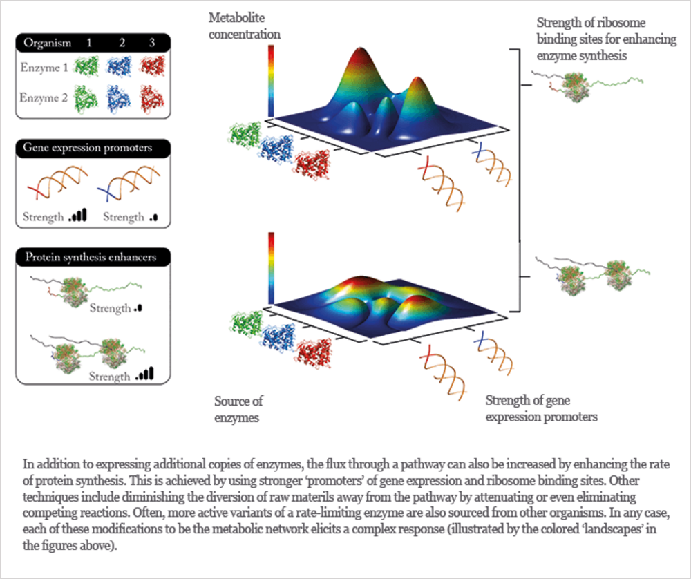 Metabolic Engineering 101