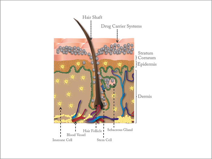 How do you penetrate hair follicles